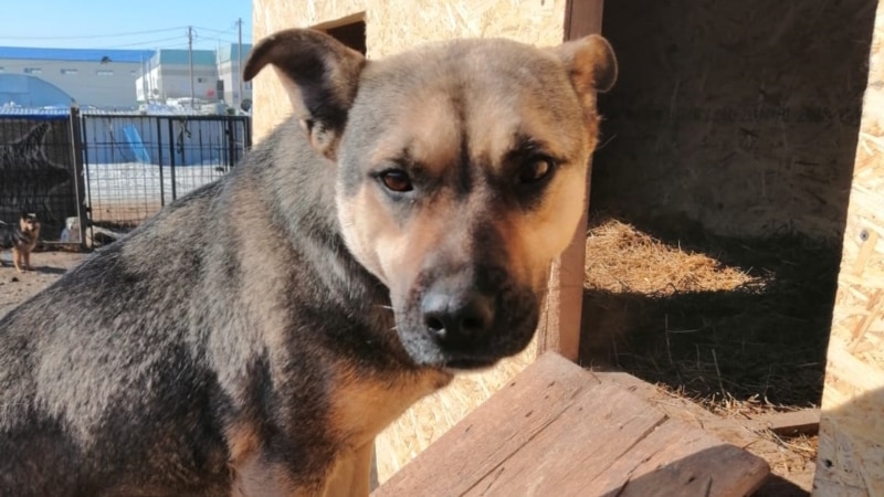 В Забайкалье бездомных собак запретили отпускать на волю после отлова